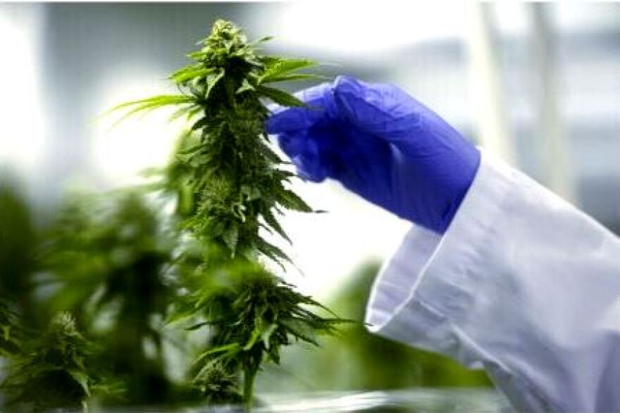 Hemp being grown indoors for flower to produce CBD oil.