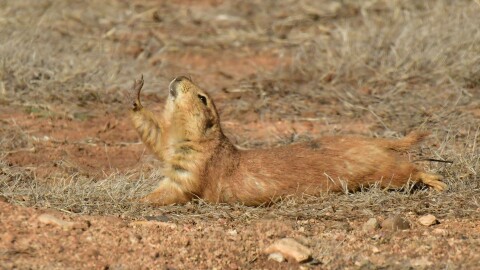 A prairie dog lies flat on its stomach with its hind legs stretched straight behind it, a behavior known as splooting.