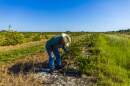 Cliff Coddington inspects a young orange tree that's been uprooted by Hurricane Ian on a ranch he runs in Sarasota County, Fla.