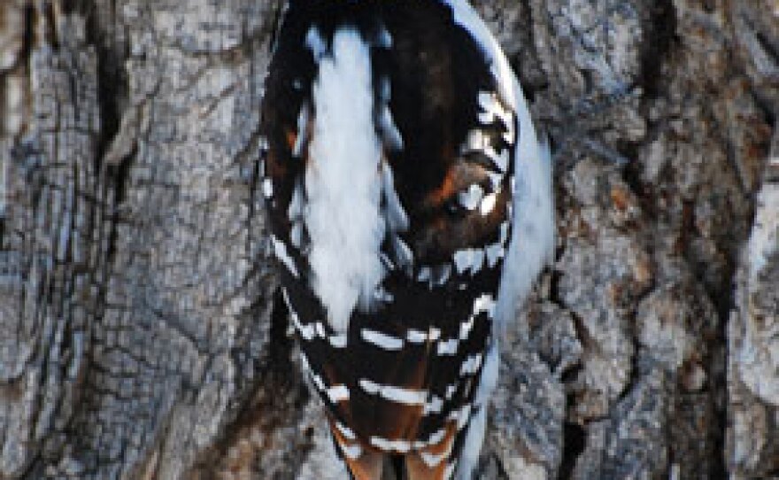 Female hairy woodpecker.