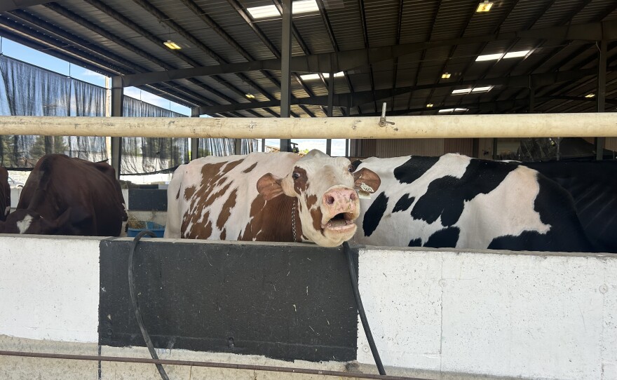 Exhibitors and cows at Black and White Days 