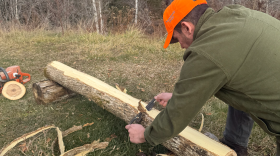 Tom Newell shaves the bark off of an ash tree. The trees face a threat from the invasive emerald ash borer beetles.