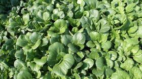 Bok choy, or pak choi, is a type of Chinese cabbage. Photo by JS, CC BY-SA 3.0, via Wikimedia Commons.