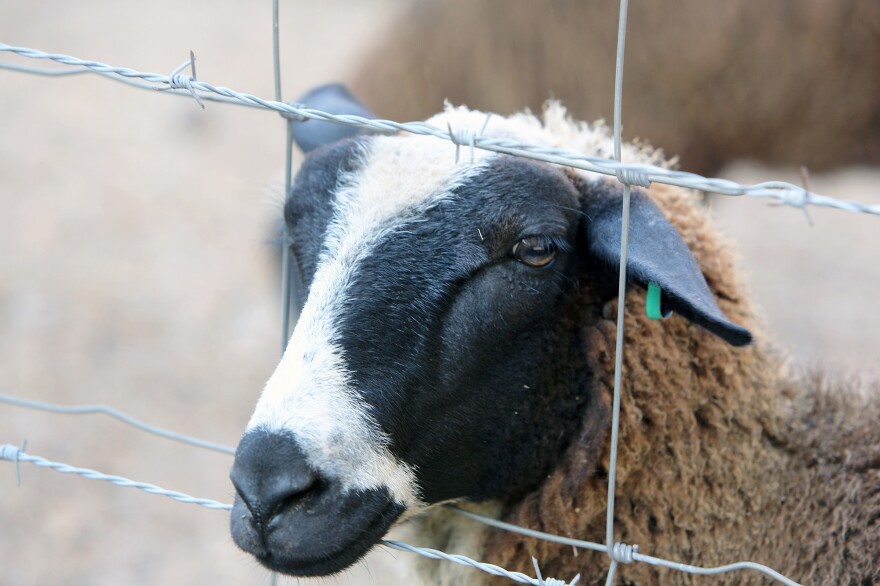 This yearling ewe is named Oreo and will become a milking ewe in another year, when she has reached maturity.