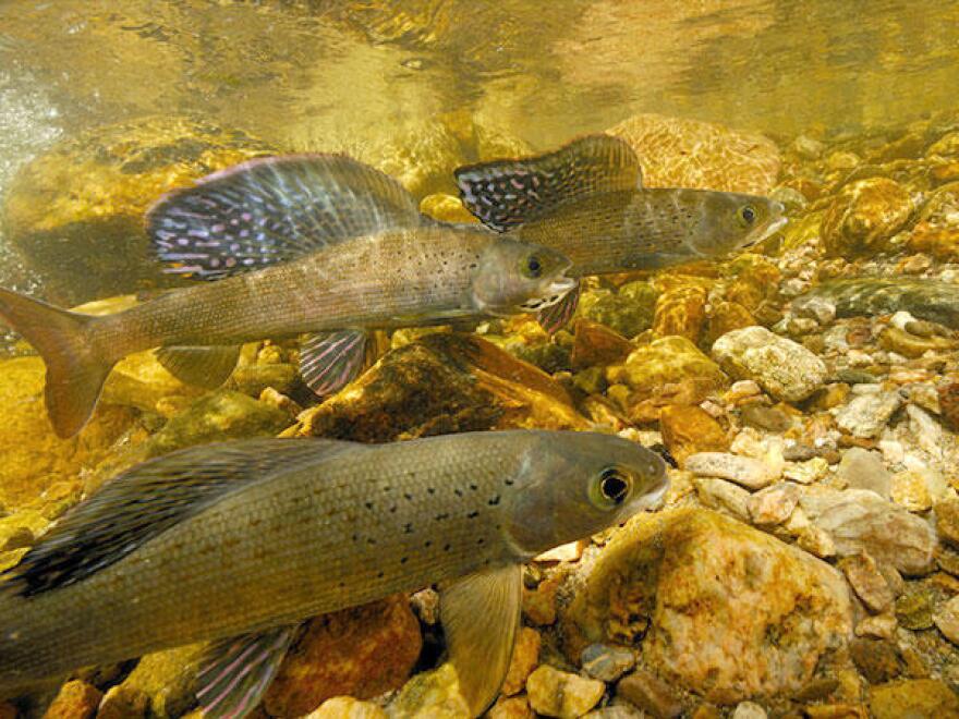 Arctic grayling