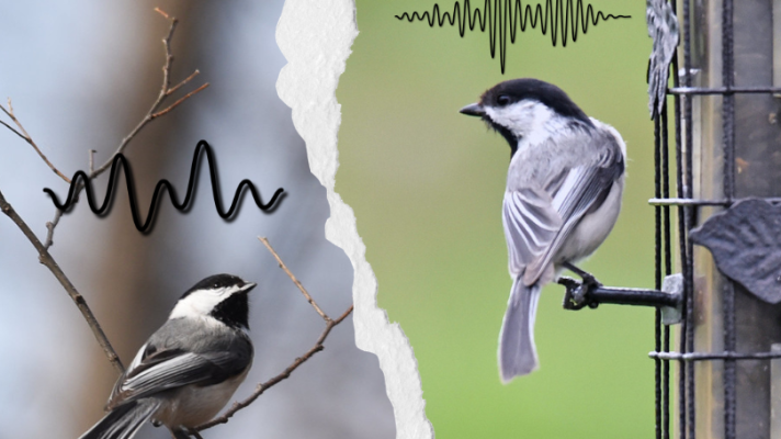 A graphic represents the different hearing types of fall and spring chickadees. The fall chickadee is attuned to fine-scale variations in song, while the spring chickadee is better able to distinguish pitches.