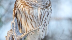 Barred owl
