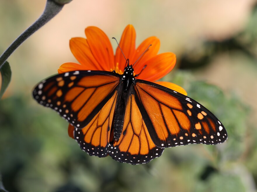 The number of monarch butterflies migrating to California spiked this winter after years of historic lows.