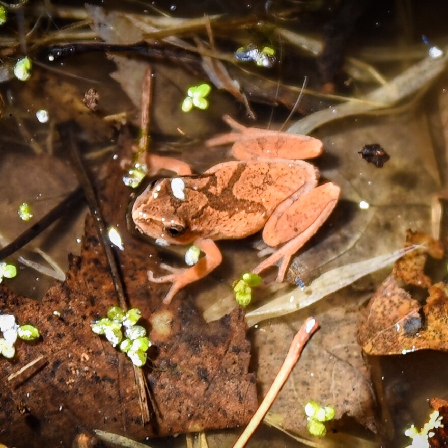 A tiny spring peeper. These frogs' peeps herald the beginning of spring.