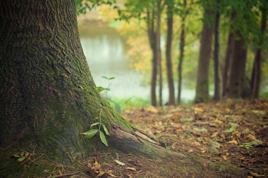 A tree in the woods