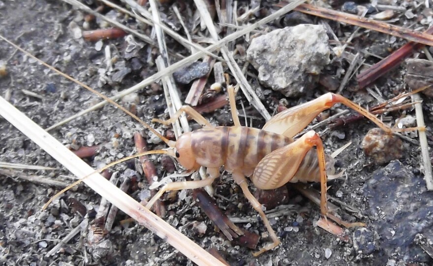 A camel cricket