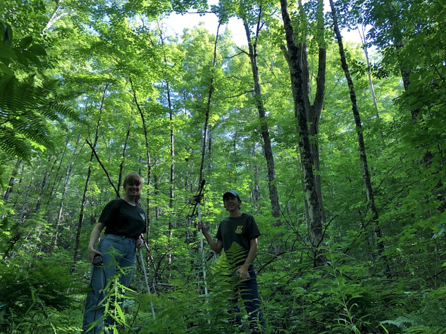 Two people stand in the forest wearing matching green shirts and holding radio telemetry equipment. To the right is a tall dead tree, larger than the other trees surrounding it.