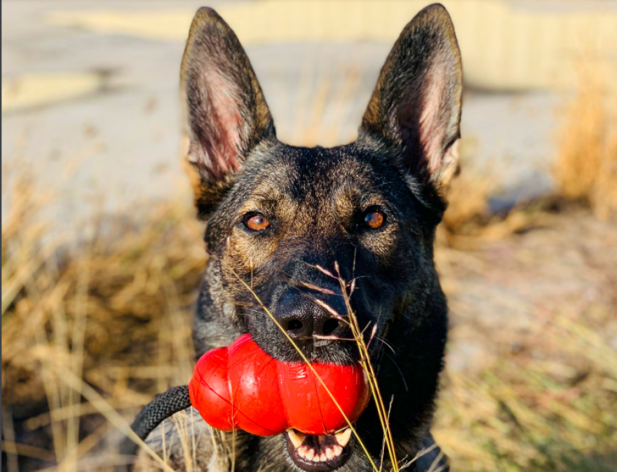 Xaira is a 3-year-old sable German shepherd who works as a TSA explosives detection canine at the Daniel K. Inouye International Airport. She will be featured in the October page of the 2022 TSA canine calendar.