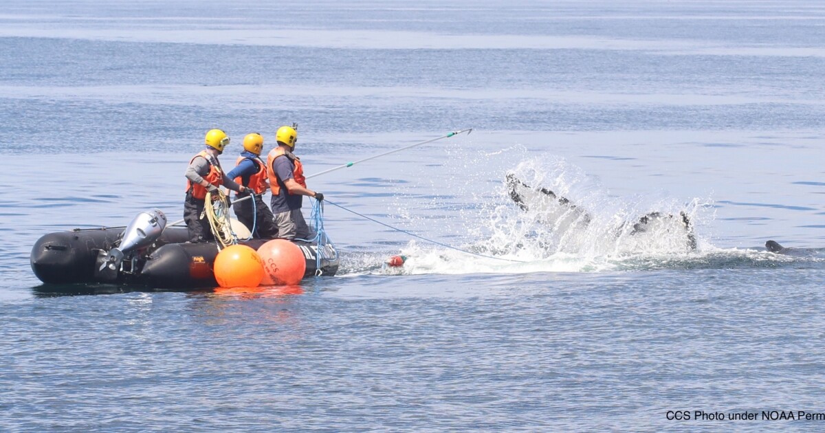 Local marine animal response team frees humpback off Rockport