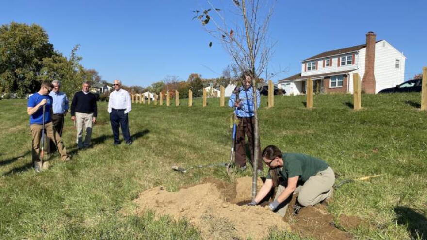 Urban forester Tayrn Davidson demonstrates the proper tree planting technique as Delaware Gov. John Carney and other state leaders look on.