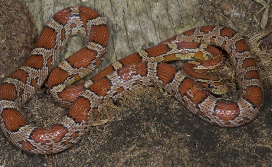 A Red Rat Snake.
