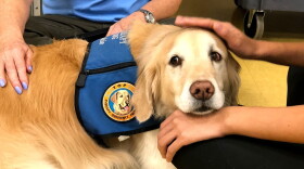 Therapy Dog Sophie rests her head on the hand of a recent Marjory Stoneman Douglas High School graduate during last week's Therapy Dog Thursday event at the Parkland Recreation Center in Pine Trails Park.