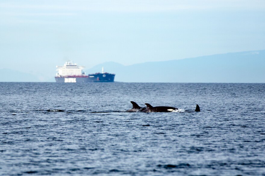 Transient orcas swim by a tanker in the Salish Sea near Friday Harbor during a whale watch last month.