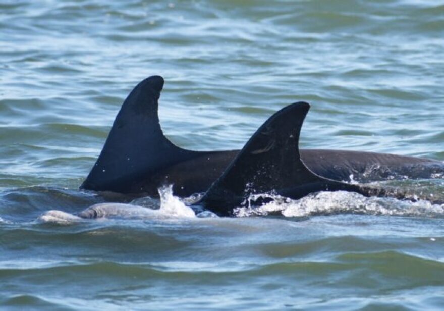 Dolphins swim next to each other 