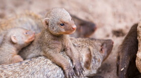 Mothers in groups of mongooses give birth at the same time, removing typical parenting cues.