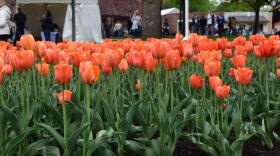 More than 30,000 tulip bulbs are planted in Orange City, Iowa each year for the Tulip Festival.
