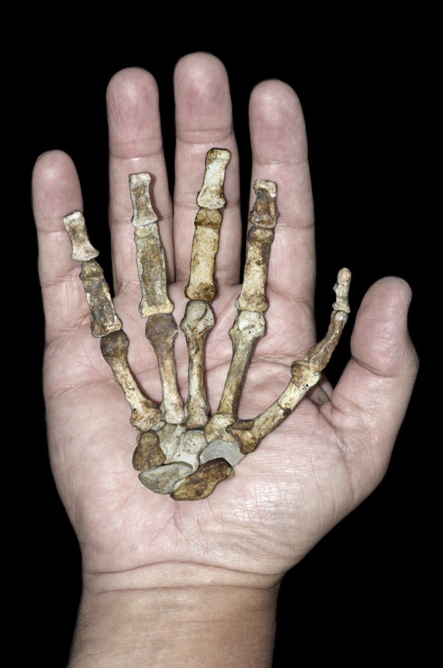 The hand skeleton of an adult <em>Australopithecus sediba</em> against a modern human hand. Anthropologists say the skeleton shows a "mix-and-match" anatomy, with traits of both primitive and modern animals.
