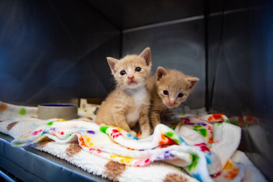 Kittens sit in open kennel at the Austin Pets Alive Neonatal Kitten Nursery center in Austin, Texas on April 13, 2023.