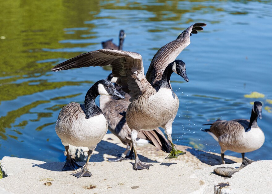 A gaggle of geese hopping out of Miller Park Lake.