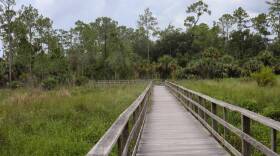 A boardwalk in a wildlife sanctuary.