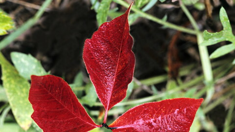 POISON IVY, Rhus radicans. All parts of plant contain volatile oil that can cause severe skin inflammation, itching & blistering. Wide distribution. Michigan