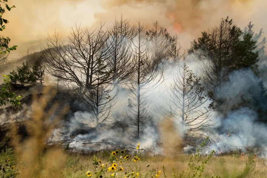 Eastern red cedar, a type of juniper, is native to the Great Plains. The species' spread was historically controlled by frequent fire before European settlement. After the Dust Bowl in the 1930s, farmers were encouraged to plant trees such as the eastern red cedar to create windbreaks around cropland and farmhouses<em>.</em>