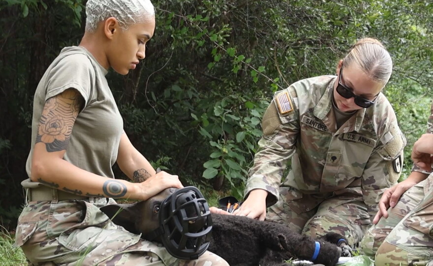 Members of the 44th Medical Brigade work with a robotic dog manikin during a Tactical Combat Casualty Care exercise at Fort Bragg, N.C., July 14, 2026. The medics are being trained to provide battlefield care for wounded military working dogs.