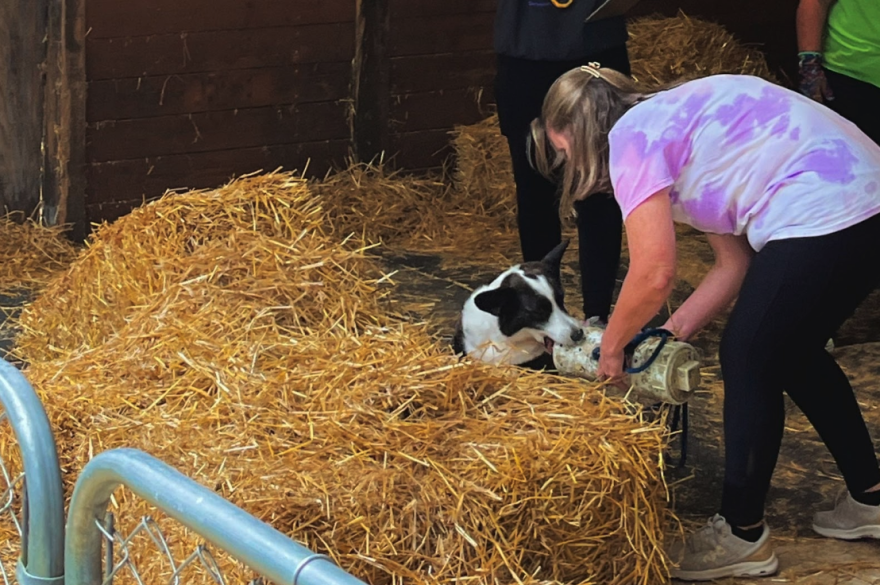 Sultry bites at the rat tube during her Barn Hunt event.