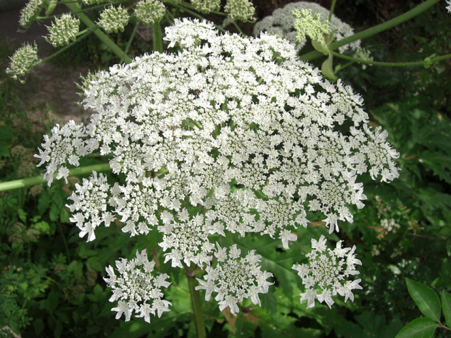 The Giant Hogweed (heracleum mantegazzianum) is native to Central Asia but grows in many parts of the world. It's considered an invasive species in the U.S.