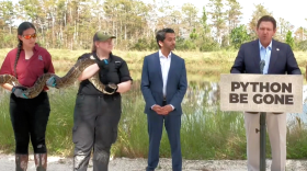 Gov. Ron DeSantis speaks Tuesday, Oct. 21, 2025, in Stuart, Fla., about efforts to remove invasive pythons from the Everglades in South Florida. (Screenshot from Florida Channel/WUFT News)