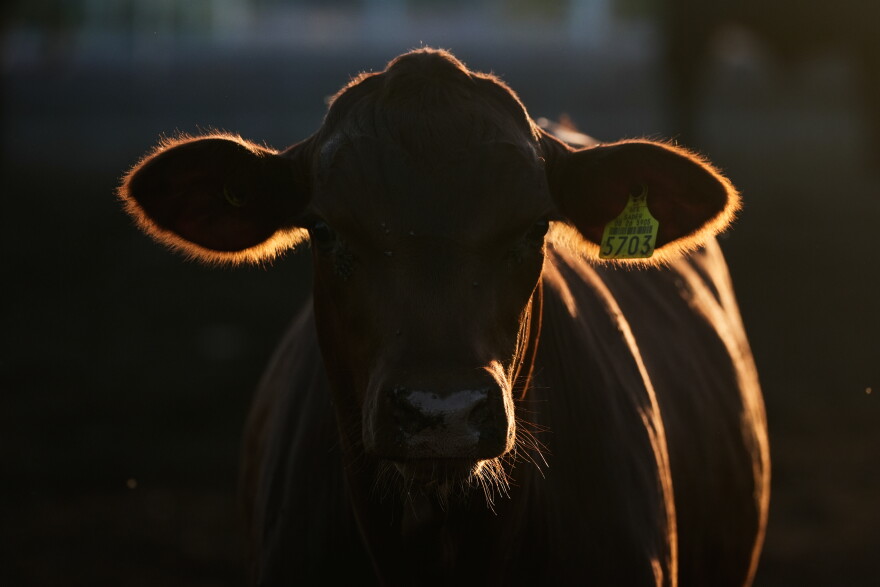 FILE - A calf stands in a pen for inspection for export to the United States at a regional cattle ranchers association in Hermosillo, Mexico, Aug. 18, 2026.