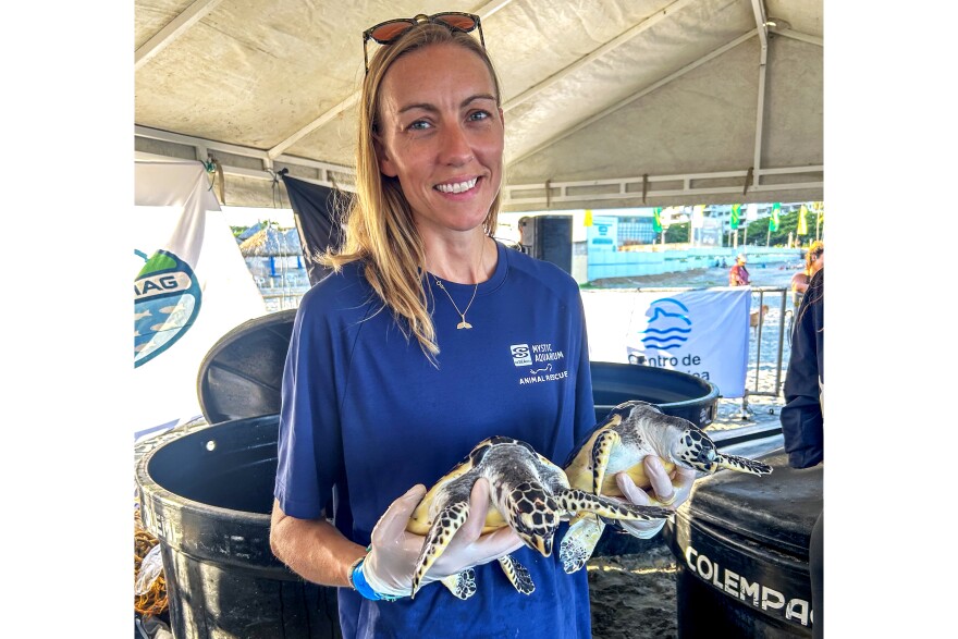 Sarah Callan worked closely with Hawksbill sea turtles during her fieldwork trip in Colombia. It's one of the species of sea turtle Callan saw released while at the Centro de Vida Marina in Santa Marta. Though Hawksbill sea turtles are not native to Connecticut, Callan said it's an exciting opportunity to be able to include that species in some of Mystic Aquarium's conservation work. "These are all threatened or endangered species that we're working with," Callan said. "So, I think that this global collaboration is more important now than ever in order to ensure the survival of these species in the future."