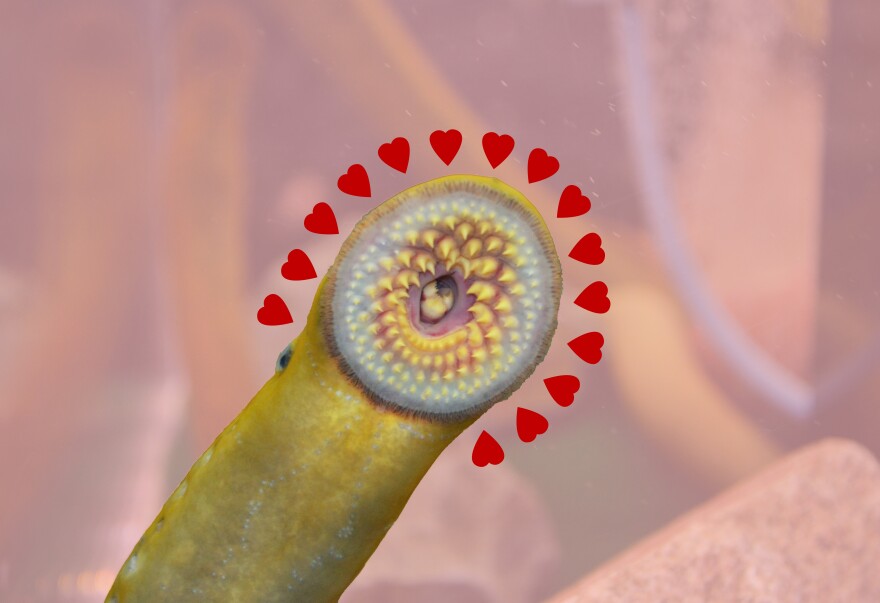 Out There: Why Lamprey Deserve More Love 💓 | Vermont Public