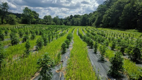 Green Mountain CBD's hemp farm in Hardwick. Since this photos the hemp plants seen here have more than doubled in size.