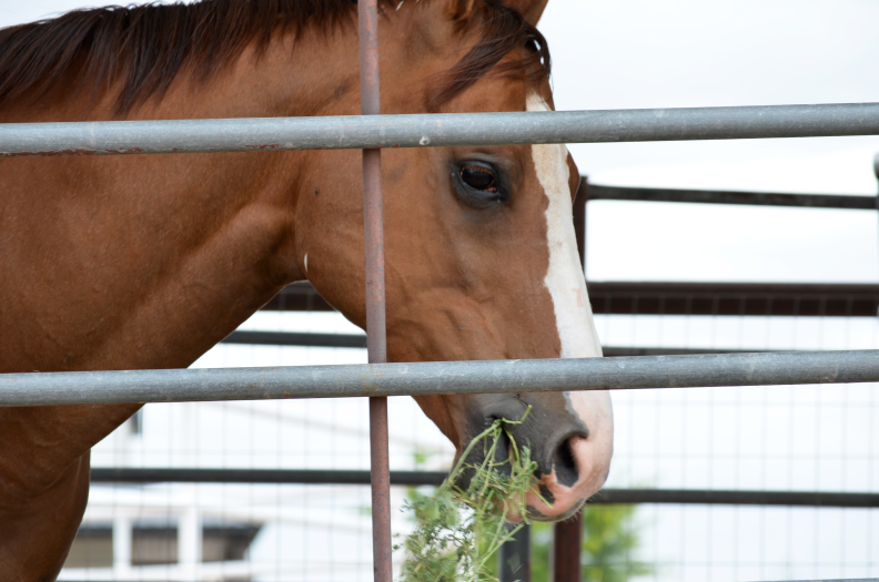 Update on the horse infected with New World Screwworm in Grant County and more