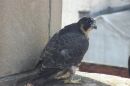 Kodak, a fledgling peregrine falcon