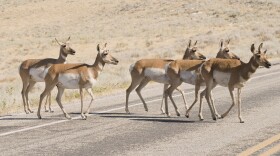 A group of pronghorns crossing a road.