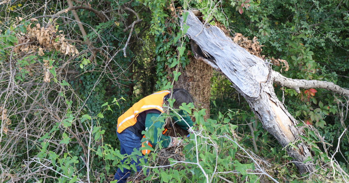 New group is rescuing Hampton Roads trees from invasive plants