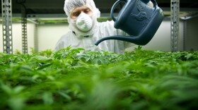 An employee waters plants at Tilray, the Canadian medical marijuana company owned by Privateer Holdings.