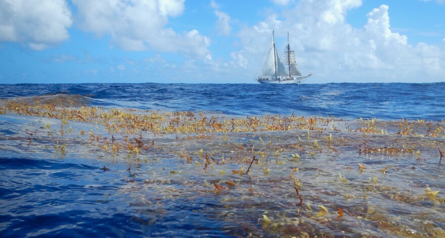 Floating sargassum mat.