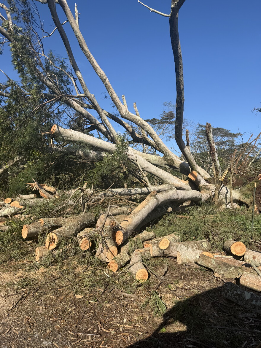 An albizia tree toppled over at one of the ranches on the south and west sides of Kauaʻi operated by Waylon Brun and his family. Brun is the president of the Kauaʻi Cattlemen's Association. (September 8, 2026)