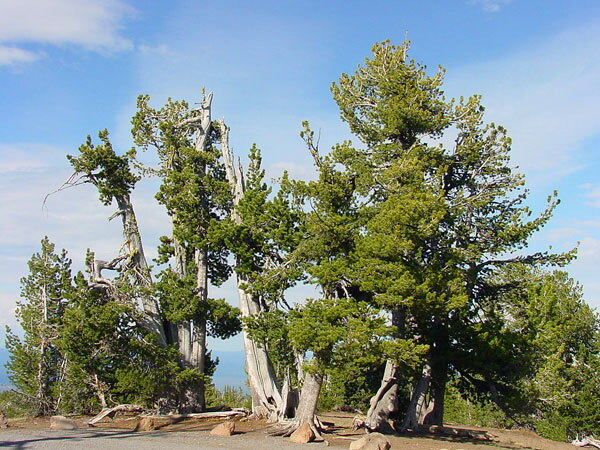 Whitebark Pine