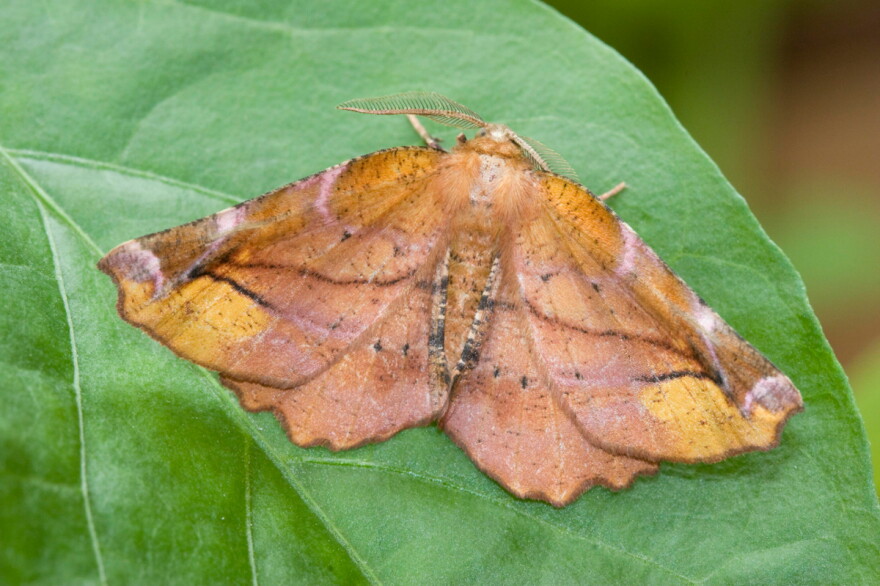 Pollination isn’t just a daytime activity and one of the most important pollinators is also one of the most surprising: moths.