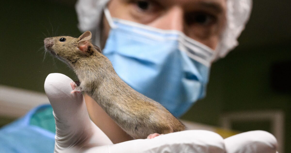 From alleyways to medicine, the problems and possibilities of rats ...