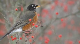  The ODNR has sent dead bird specimens to labs in Indiana and Pennsylvania.